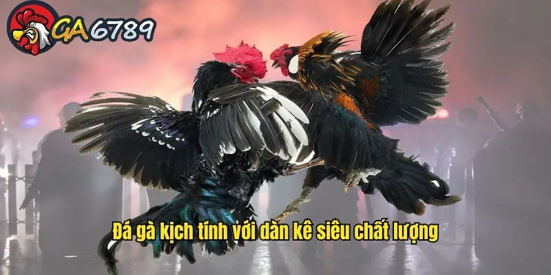 Đá gà kịch tính với dàn kê siêu chất lượng Đá gà kịch tính với dàn kê siêu chất lượng